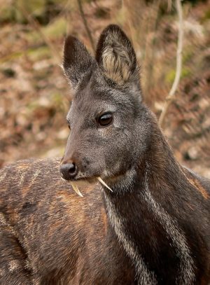 moschus